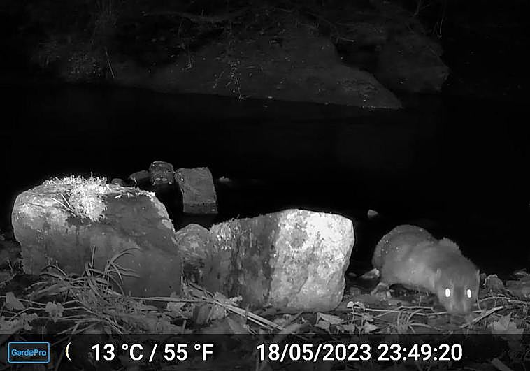 Un grupo de nutrias en el río Oria a la altura del término municipal de San Sebastián en Zubieta