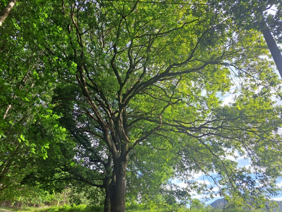 Belkoain, una cima con historia