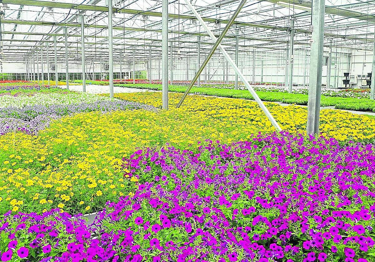 Un lector envía a Sirimiri este texto y fotografía: «Les remito esta comunicación sobre la excelencia de los viveros municipales que tenemos en nuestra ciudad. No solo van a ser críticas al consistorio. Cuando las cosas se hacen bien, es justo reconocerlas».