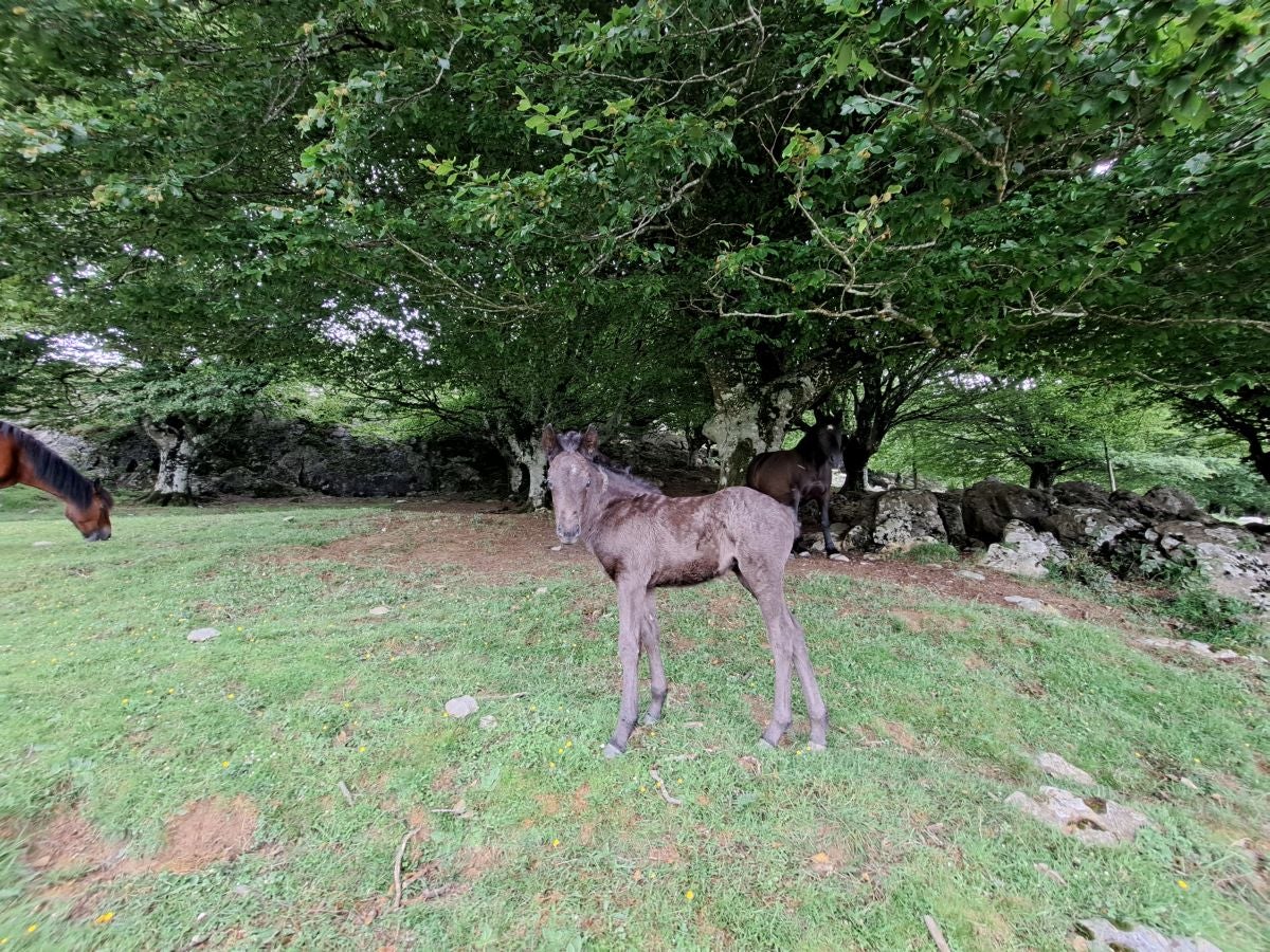 Xoxote, en el corazón de Izarraitz