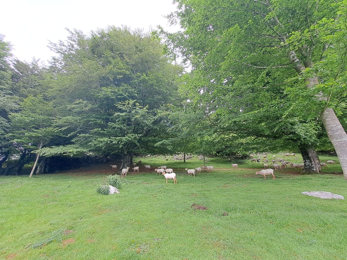 Xoxote, en el corazón de Izarraitz