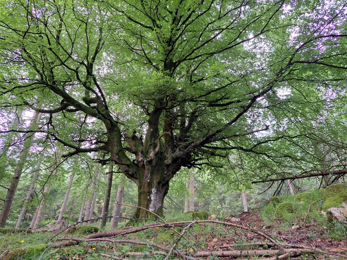 Xoxote, en el corazón de Izarraitz