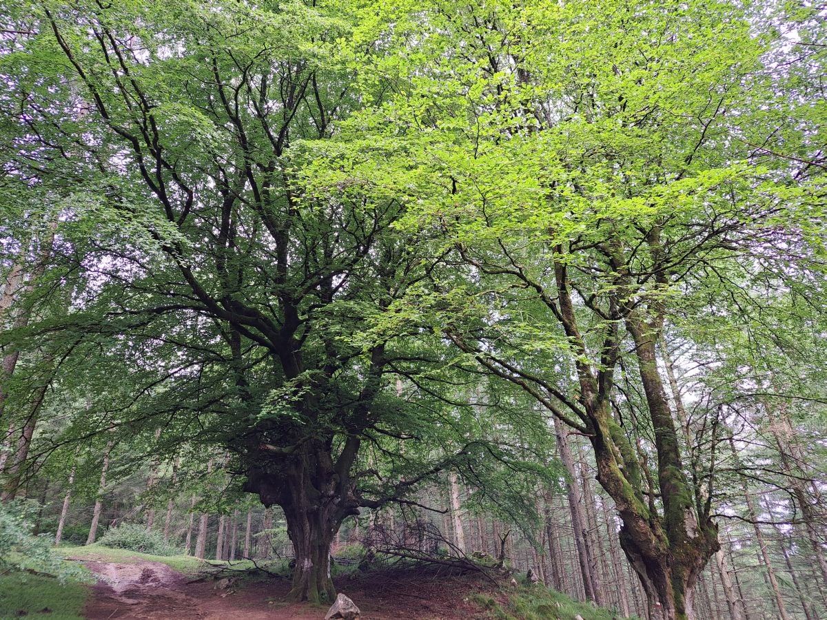 Xoxote, en el corazón de Izarraitz