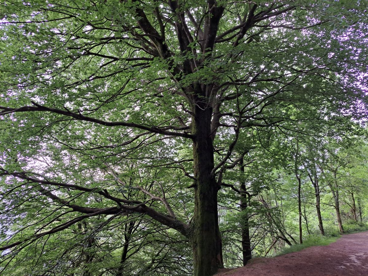 Xoxote, en el corazón de Izarraitz