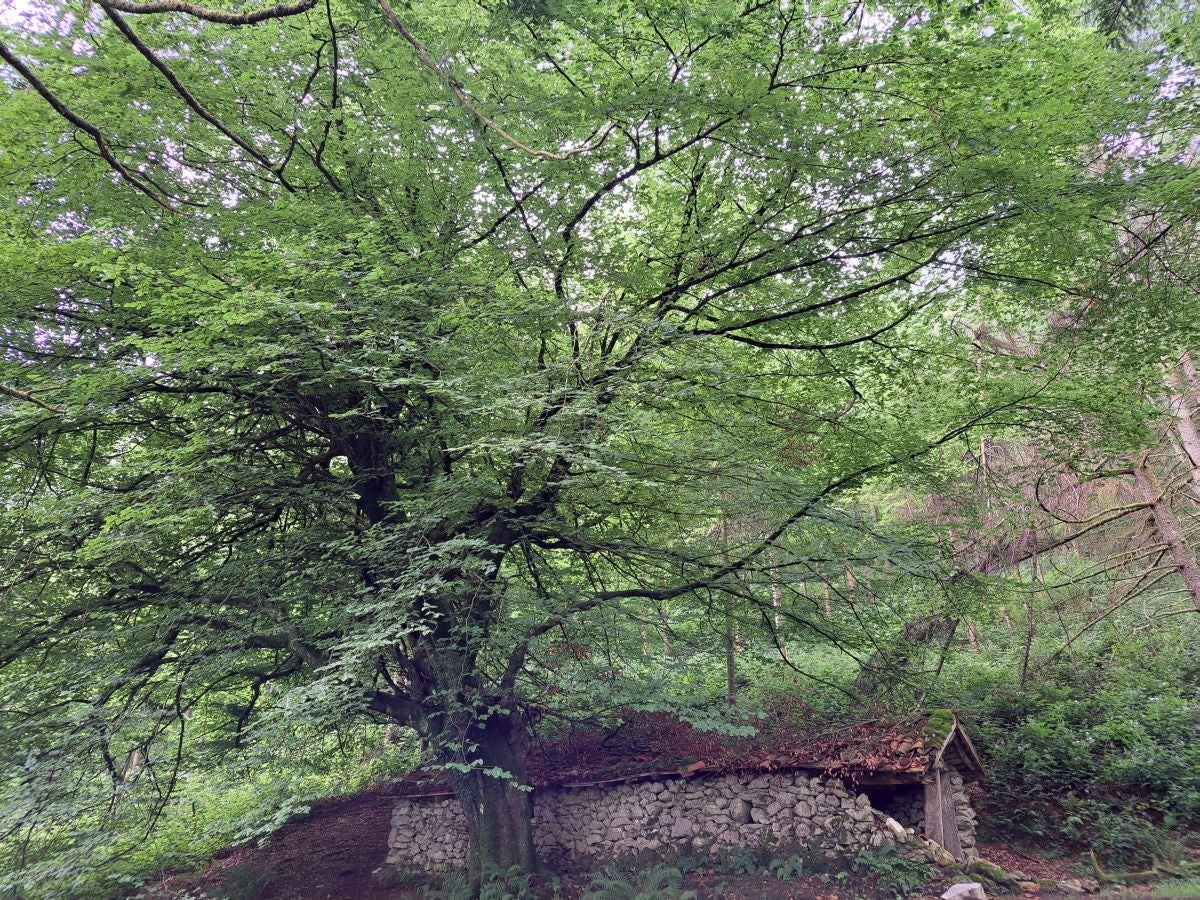 Xoxote, en el corazón de Izarraitz