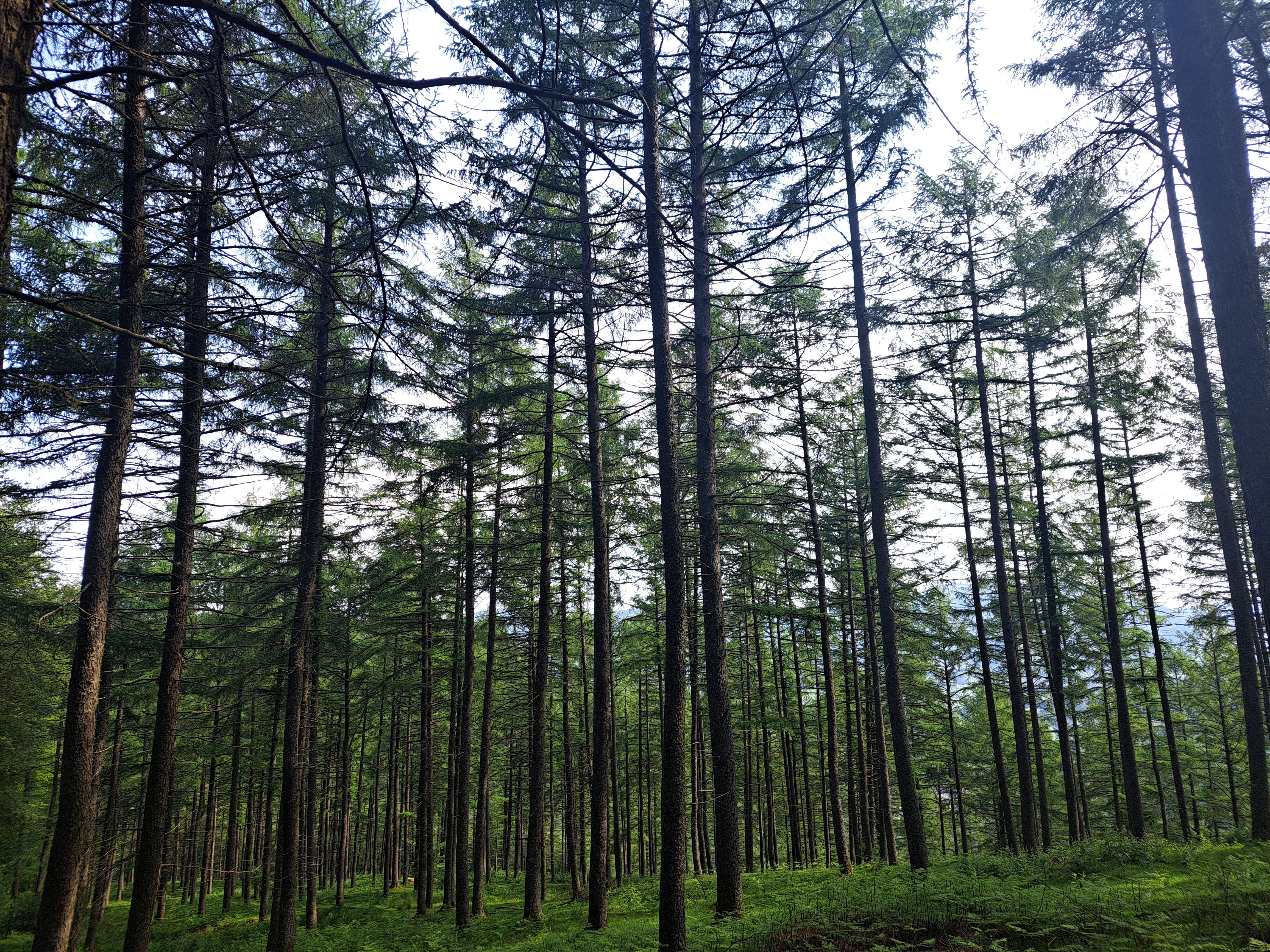 Entre bosques y Peru-Harri