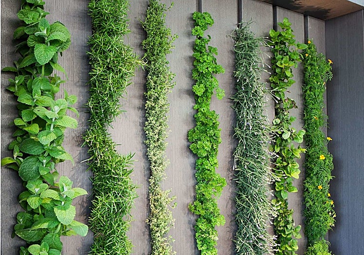 Jardín vertical con plantas comestibles.