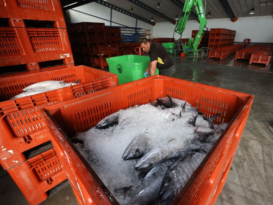 Arranca la campaña del bonito