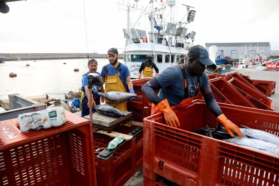 Arranca la campaña del bonito
