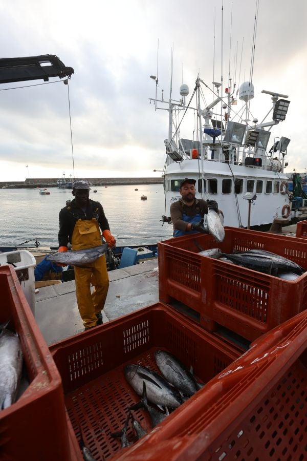 Arranca la campaña del bonito