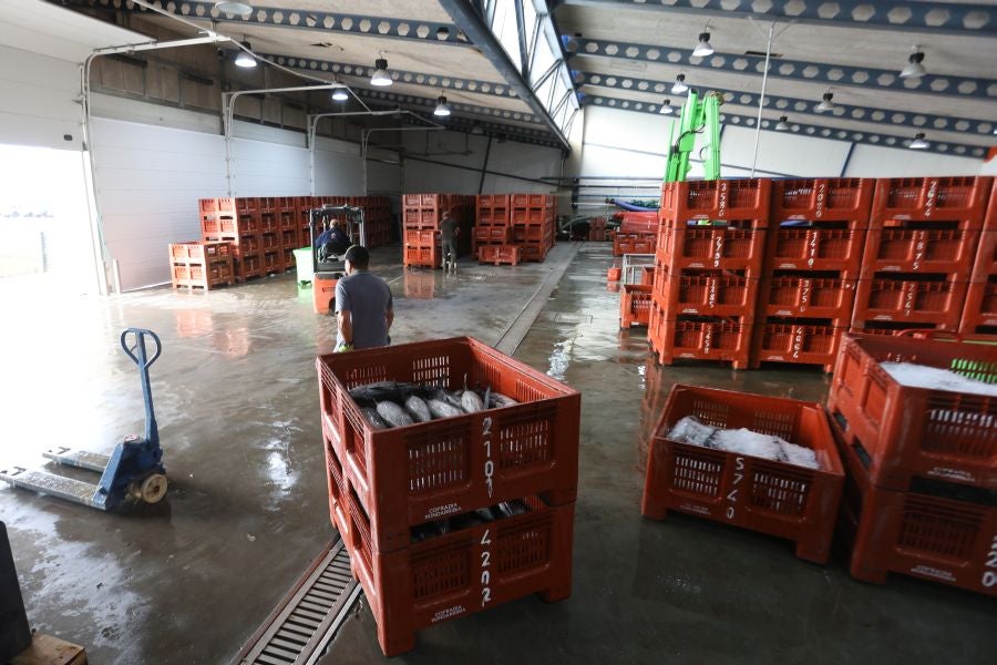 Arranca la campaña del bonito