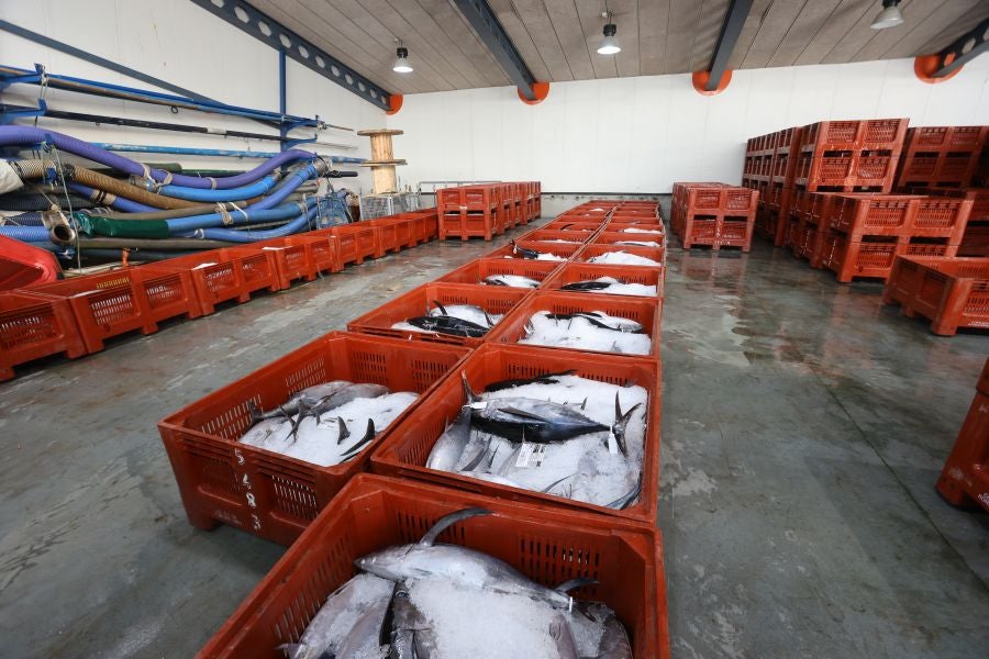 Arranca la campaña del bonito