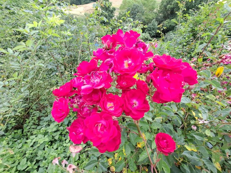 El suave manto de Belleku