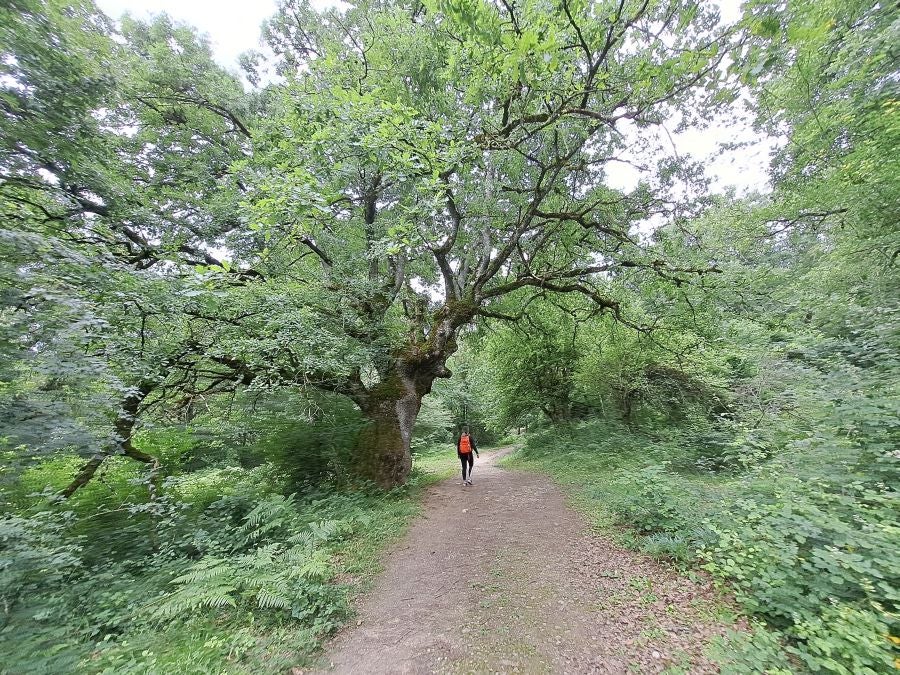 El suave manto de Belleku