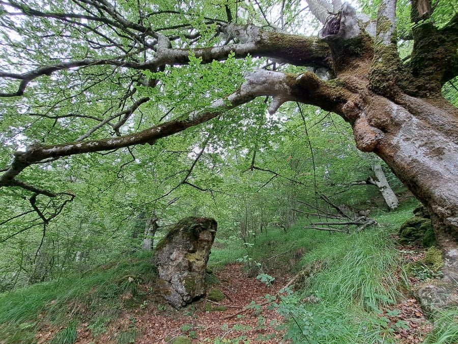 El suave manto de Belleku