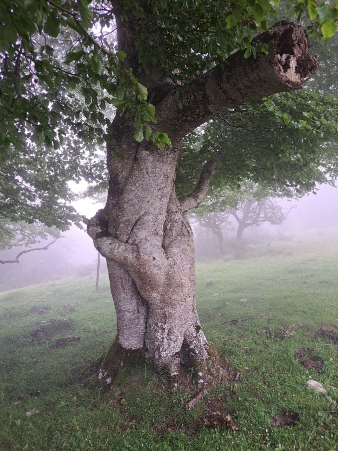 El suave manto de Belleku