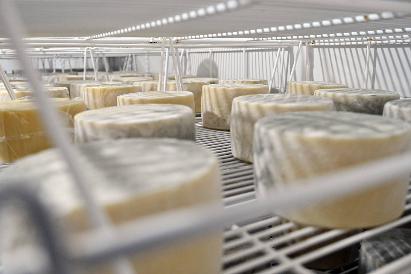 Visita guiada a Primo Etxeberria