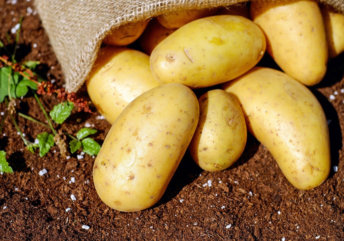 Patata o boniato. ¿Qué es más saludable?