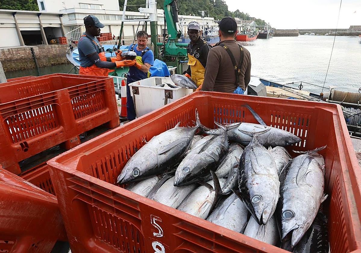 Descarga de bonito en Hondarribia