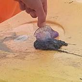 La 'carabela portuguesa' se extiende por las playas de Gipuzkoa desde Getaria a Hondarribia