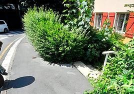 «Esto parece una selva»