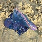 El protocolo de actuación del Ayuntamiento de Donostia