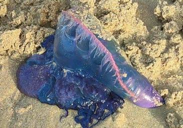 El protocolo de actuación del Ayuntamiento de San Sebastián