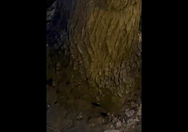 Las cucarachas se pasean por Gros