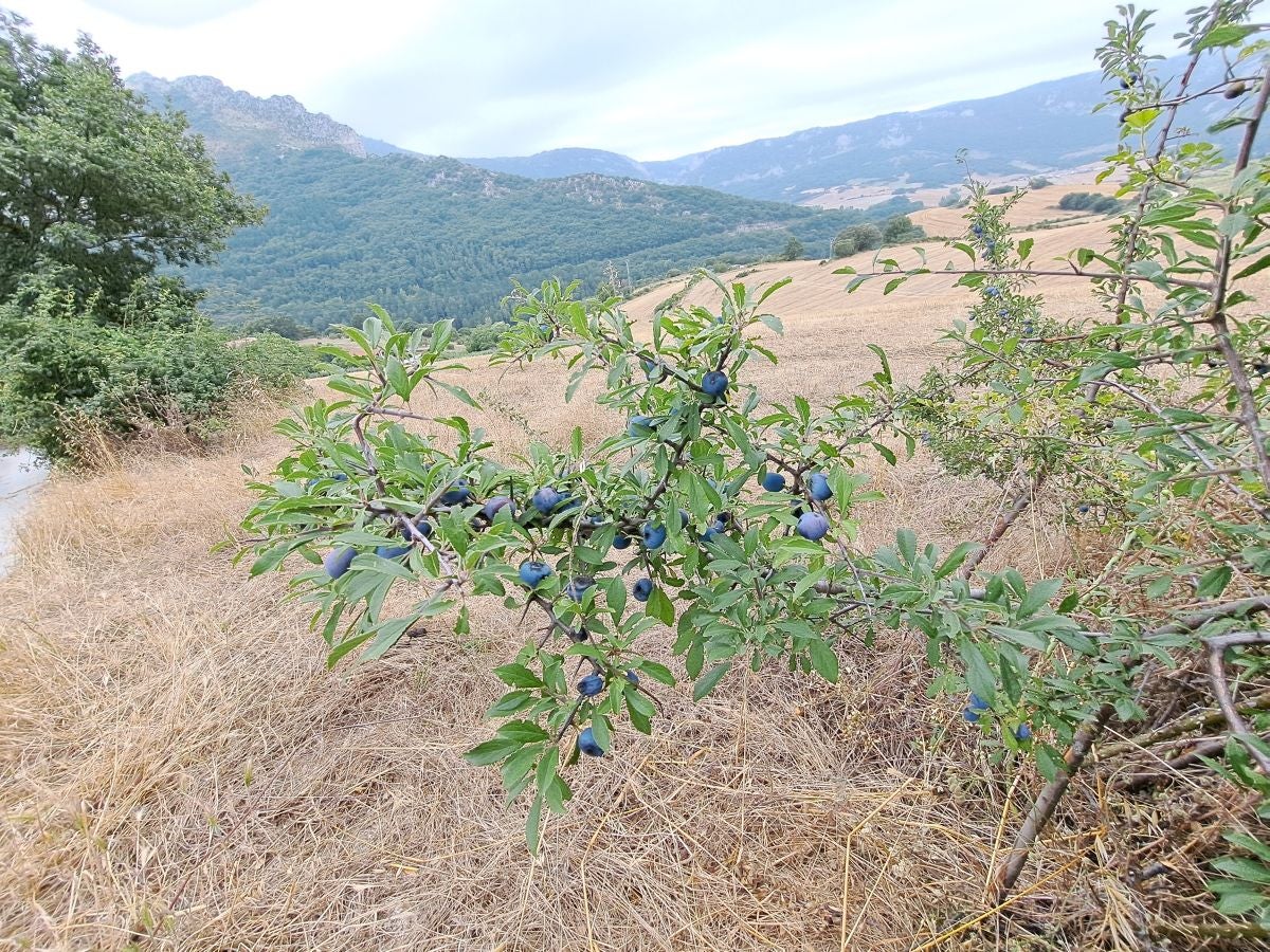 Exigente subida a Txurregi