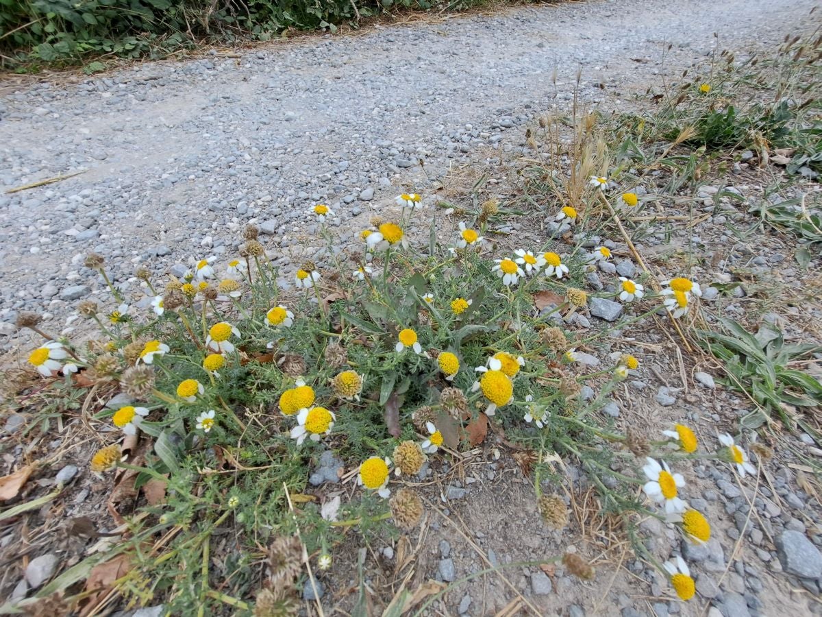 Exigente subida a Txurregi