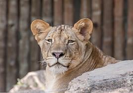 Una leona anda suelta por Berlín