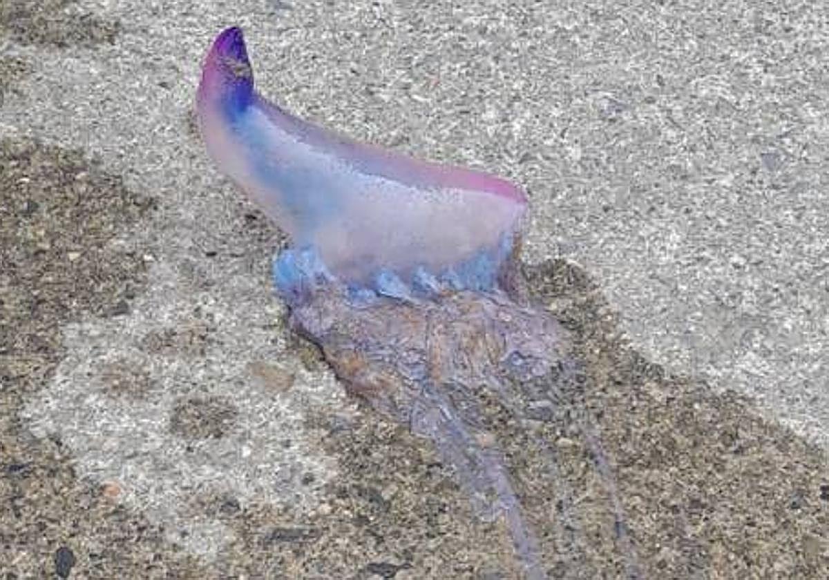 Ejemplar capturado en Getaria