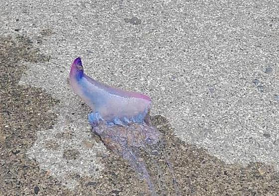 Un ejemplar de carabela portuguesa, esta mañana en Getaria.