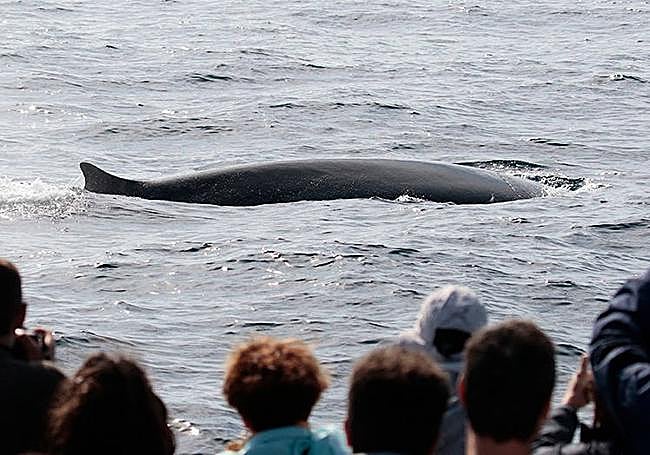 Los 'navegantes' toman imágenes de los gigantes marinos.