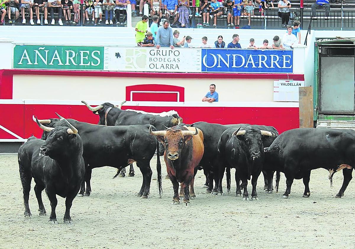 Algunos de los toros que se lidiarán en la feria de San Ignacio, ayer tras el desencajonamiento en la plaza de toros de Azpeitia.