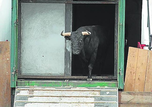Algunos toros se mostraron más bravos que otros al desembarcar.