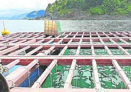 Las cuerdas 'bio' que se emplean para el cultivo de mejillones y algas.