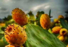 El higo chumbo, la 'pera de cactus'