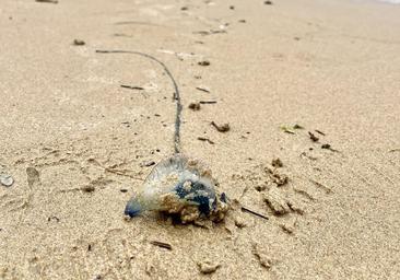 Las 'carabelas portuguesas' ya se reproducen en aguas cercanas