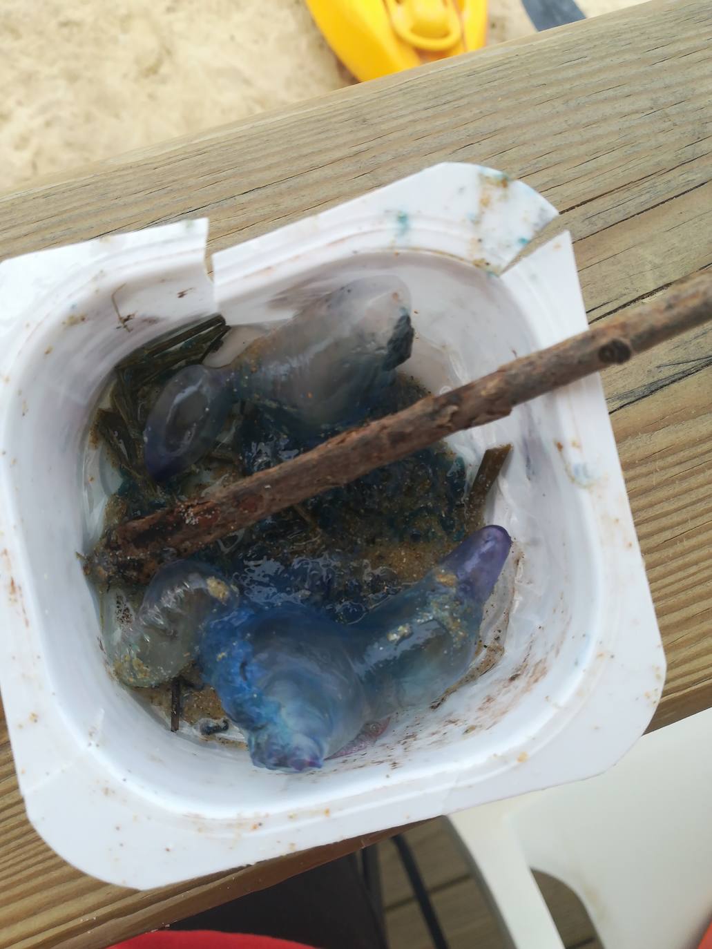 Nueva oleada de &#039;carabelas portuguesas&#039;