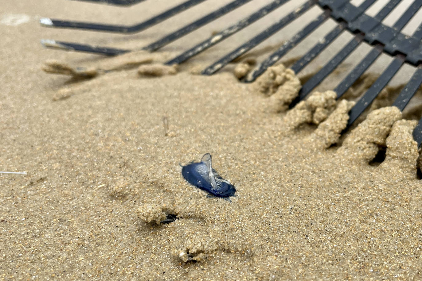 Nueva oleada de &#039;carabelas portuguesas&#039;