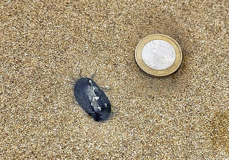 Azti achaca a la subida de la temperatura del mar la invasión de 'carabelas' en aguas de Gipuzkoa