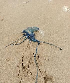 Imagen secundaria 2 - En grande, un ejemplar de carabela portuguesa capturado por Azti. Al lado, ejemplares capturados esta mañana en La Concha