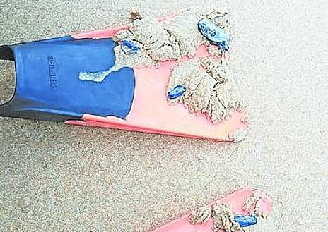 Imagen secundaria 1 - Las &#039;carabelas portuguesas&#039; ya se reproducen en aguas cercanas