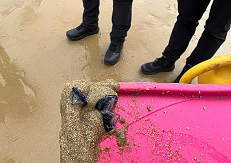 Imagen secundaria 1 - En grande, un ejemplar de carabela portuguesa capturado por Azti. Al lado, ejemplares capturados esta mañana en La Concha
