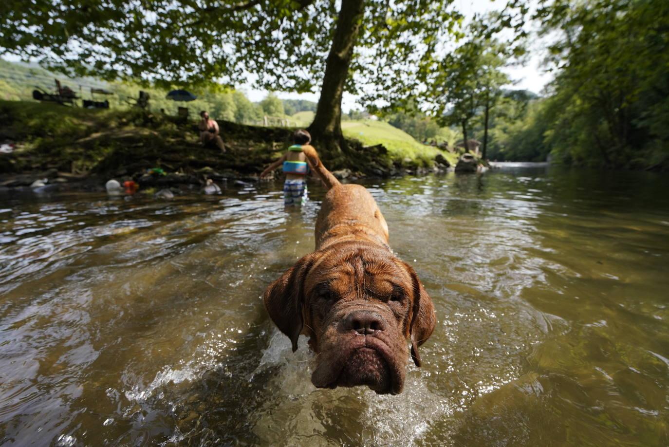 Los chapuzones y la sombra, los mejores aliados para evitar el sofoco
