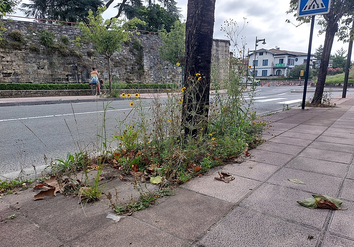 La huelga de jardinería se aprecia por toda la ciudad.