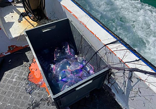 Una caja llena de 'carabelas portuguesas', con los tentaculos sobresaliendo de ella, que han sido recogidas esta tarde en las aguas de la entrada de la bahía.