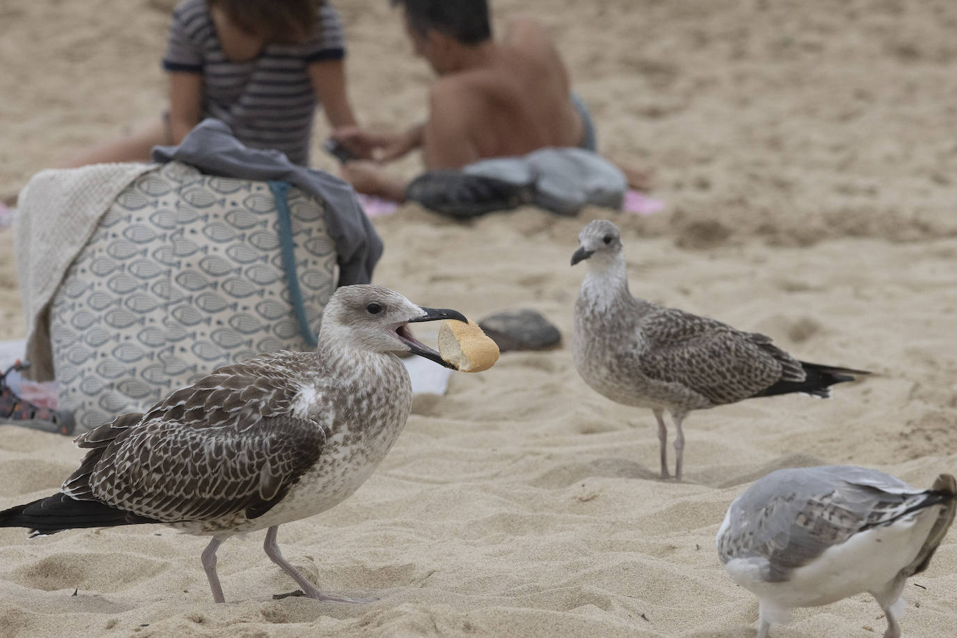 Una gaviota coge un trozo de pan en la playa de la Zurriola.