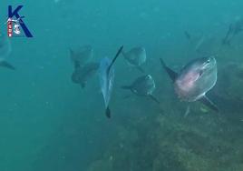 Un banco de peces luna en las inmediaciones del Ratón de Getaria